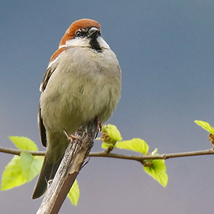 Russet Sparrow